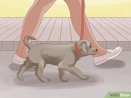 Image titled Make a Puppy Poop Step 1