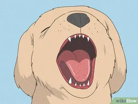 Image titled Why Are Puppy Teeth So Sharp Step 4