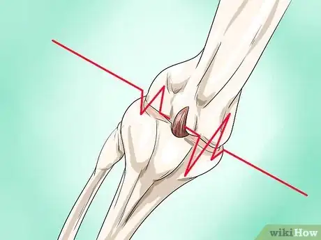 Image titled Help Dogs with Joint Problems and Stiffness Step 2