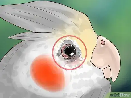 Image titled Treat Conjunctivitis in Cockatiels Step 8