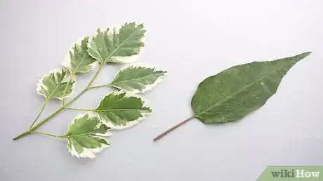 Image titled Preserve Leaves in Wax Paper Step 3