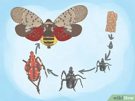 Image titled Deal with Spotted Lanternflies Step 1