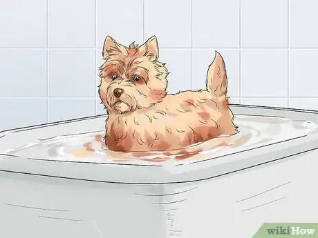 Image titled Groom a Cairn Terrier Step 13