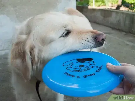 Image titled Teach a Dog How to Catch a Frisbee Step 2