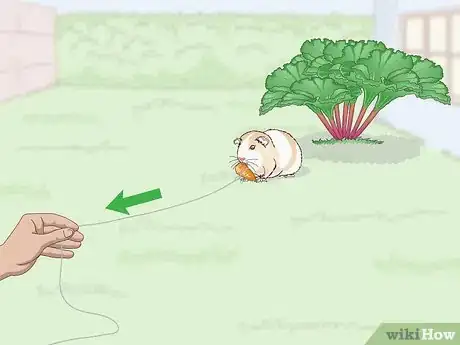 Image titled Catch a Guinea Pig Step 12