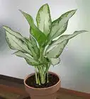 Care for Indoor Plants