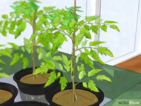 Image titled Grow Hydroponic Tomatoes Step 15