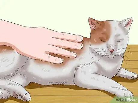 Image titled Hug a Cat Step 9