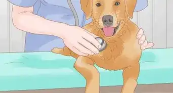 Stop a Dog from Licking Its Paws with Home Remedies