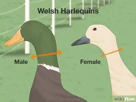 Image titled Tell the Difference Between Male and Female Ducks Step 3