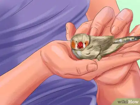 Image titled Raise Zebra Finches Step 19