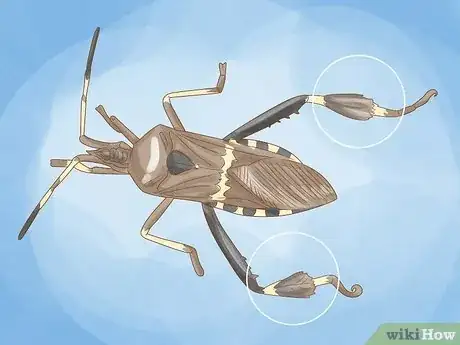 Image titled Kill Leaf Footed Bugs Step 2