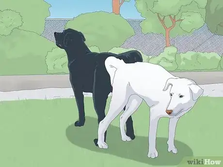 Image titled Unstick a Dog After Mating Step 2