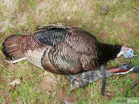 Image titled Butcher and Remove the Pin Feathers of a Turkey Step 1