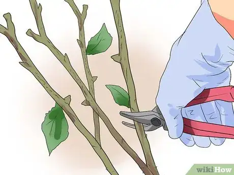 Image titled Properly Prune Roses in the Summer Step 10