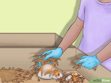 Image titled Care for a Pregnant Guinea Pig Step 32