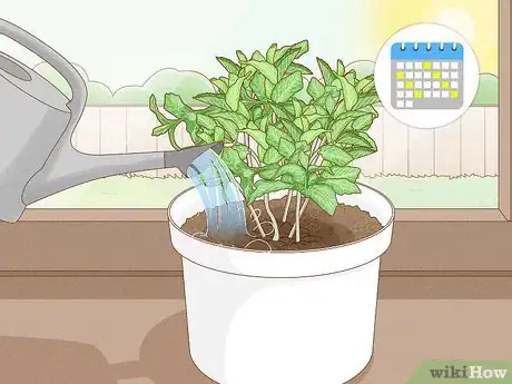 Image titled Grow Mint Indoors Step 10