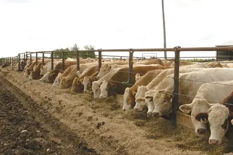 Image titled Cattle 0102 Feedlot_cmyk