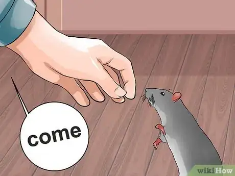 Image titled Shoulder Train a Pet Rat Step 12