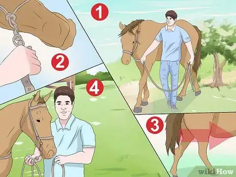 Image titled Train a Horse to Lead Step 5