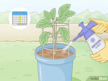 Image titled Grow Eggplants in Pots Step 25