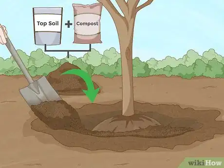 Image titled Replant a Tree Step 12