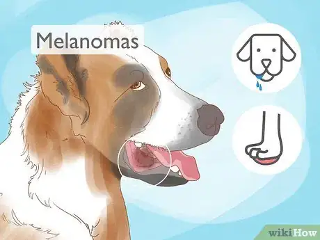 Image titled Detect Skin Cancer in Dogs Step 9