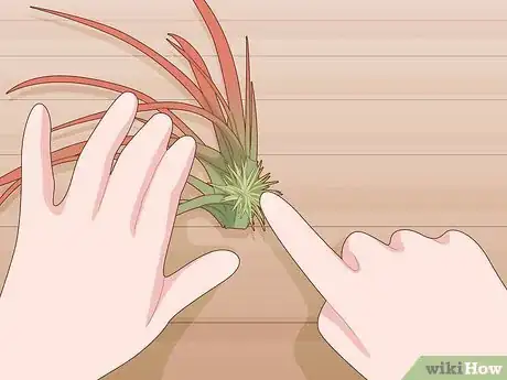 Image titled Care for Air Plants Indoors Step 10