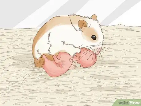 Image titled Breed Hamsters Step 10