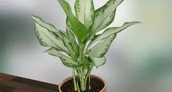 Care for Indoor Plants