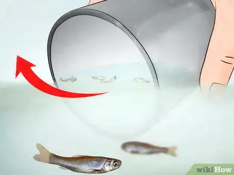 Image titled Raise Mosquito Larvae for Fish Food Step 9