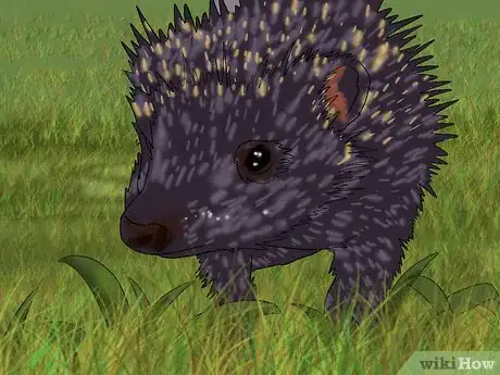 Image titled Care for a Baby Hedgehog Step 23