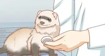 Make Your Ferret Happy