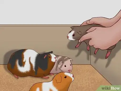 Image titled Care for a Pregnant Guinea Pig Step 43