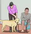 Train a Dog to Come