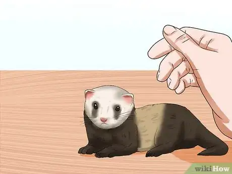 Image titled Breed a Pet Ferret Step 11