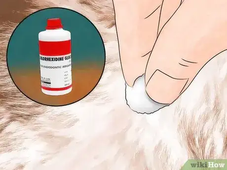 Image titled Get Ticks off Dogs Step 13