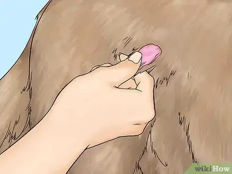 Image titled Remove Chewing Gum from a Dog's Hair Step 2