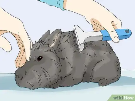 Image titled Care for Lionhead Rabbits Step 11