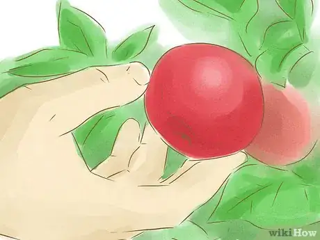 Image titled Tell if Apples on Your Tree Are Ripe Step 6