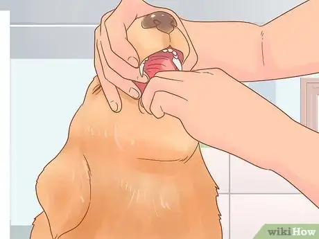 Image titled Get Rid of Tapeworms in Your Pets Step 7