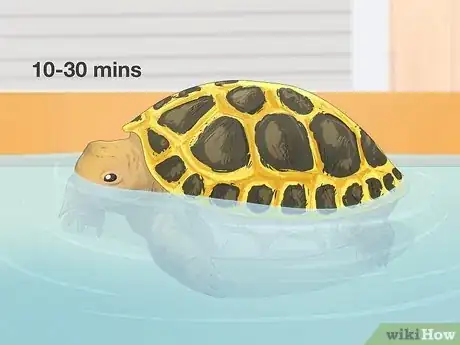 Image titled Bathe a Russian Tortoise Step 7