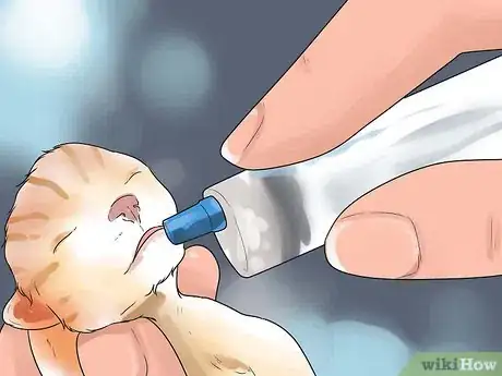 Image titled Take Care of Premature Newborn Kittens Step 13