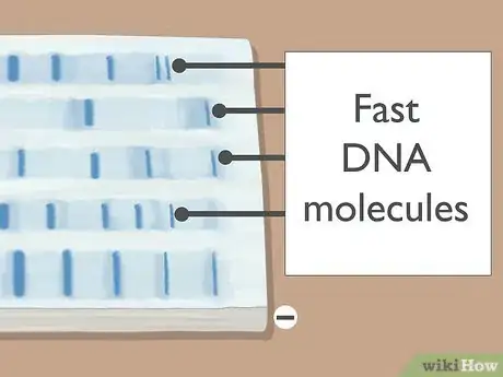 Image titled Read Gel Electrophoresis Bands Step 5