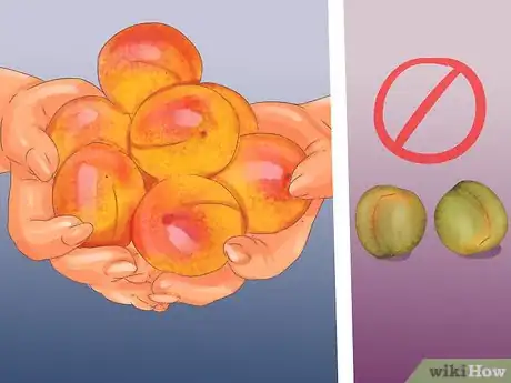 Image titled Select and Store Apricots Step 2