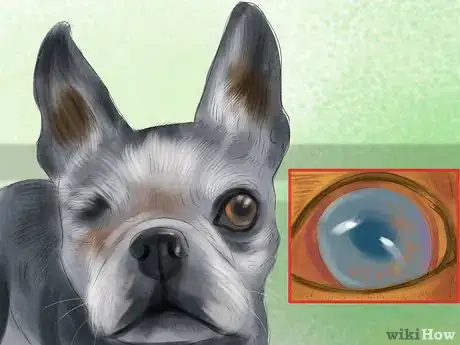 Image titled Diagnose Eye Problems in Boston Terriers Step 1