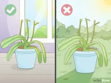 Image titled Get Orchids to Rebloom Step 6