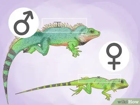 Image titled Tell the Sex of Your Chinese Water Dragon Step 2