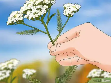 Image titled Grow Yarrow Step 15