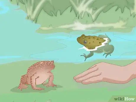 Image titled Raise Frogs Step 17